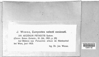 Aecidium petasitis image